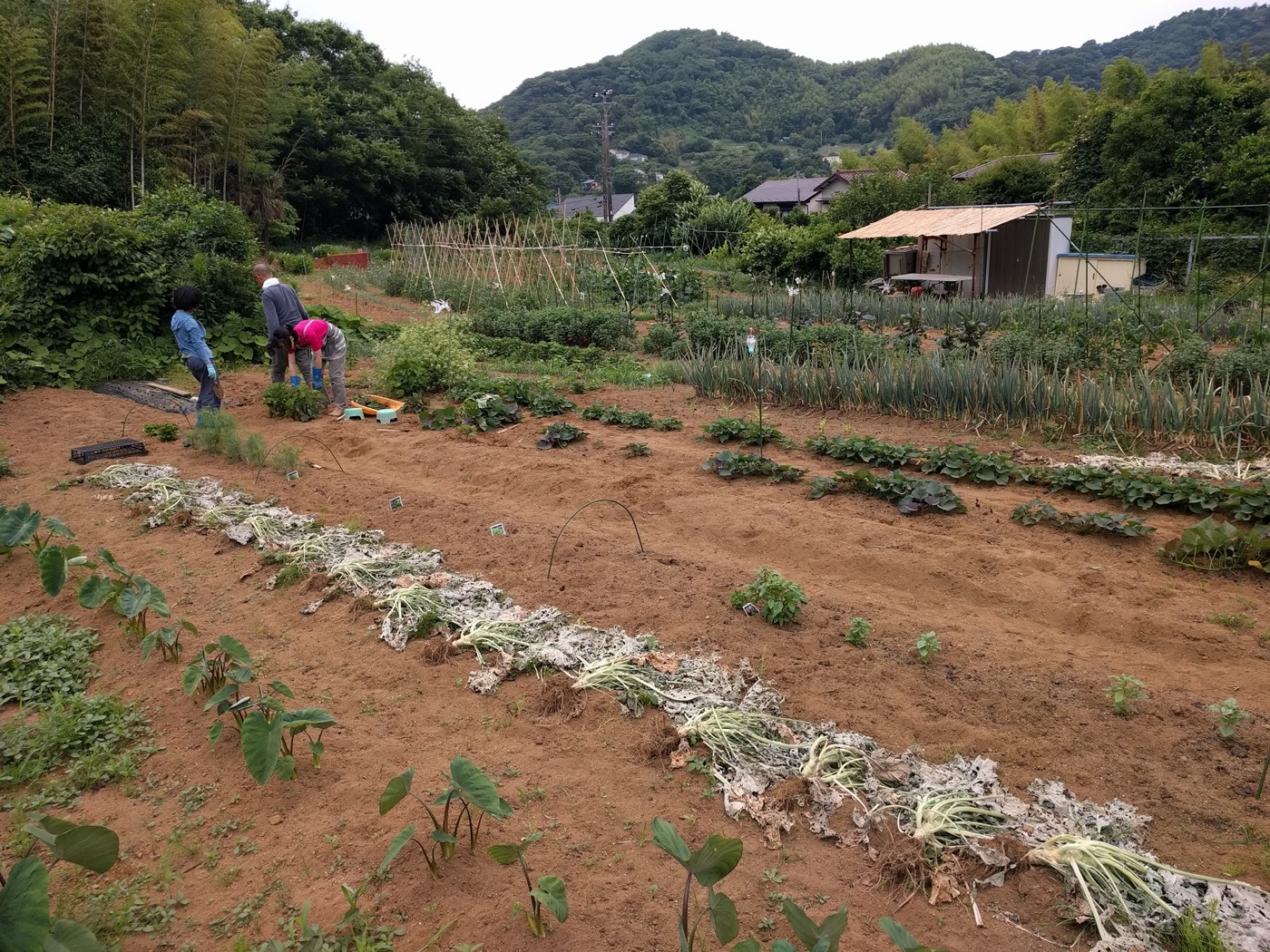 garden1
